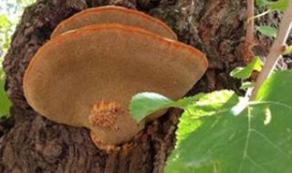 野生桑树桑黄的辨别 野生桑树桑黄的辨别