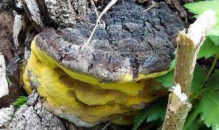 野生桑树桑黄的辨别 野生桑树桑黄的辨别