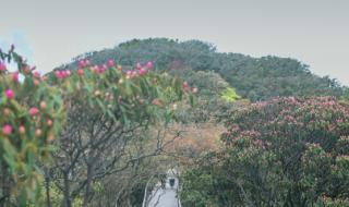 重庆金佛山旅游最新攻略 重庆金佛山旅游攻略