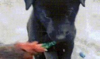 癞蛤蟆吃天鹅肉照片 癞蛤蟆吃天鹅肉照片