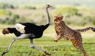 鸵鸟生活在什么地方