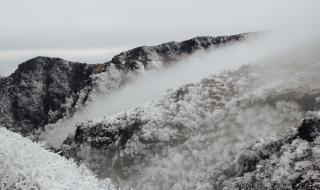 世界上有金色的血吗