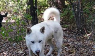 丰山犬一般多少钱一只