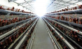 中国十大蛋鸡排行榜